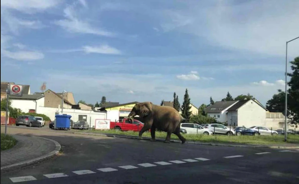 Der Elefant war aus seinem Zirkusgehege ausgebrochen. 