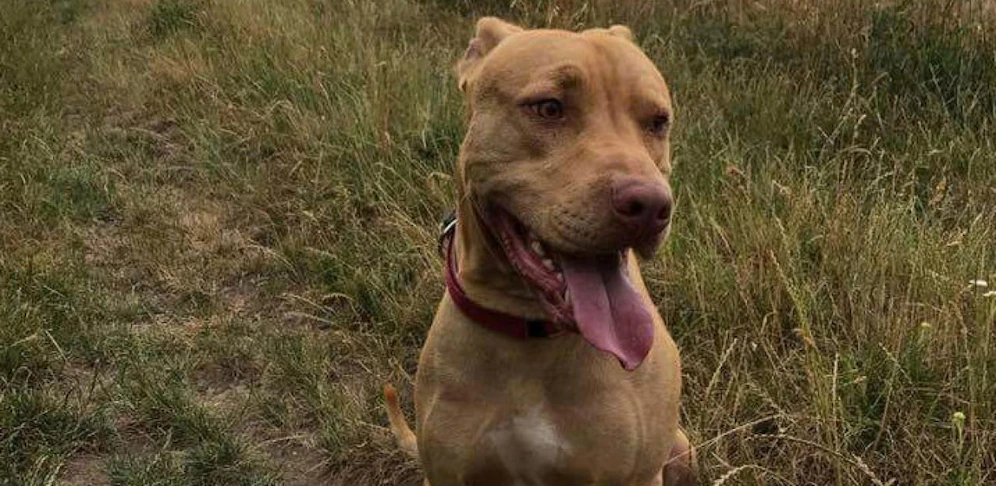 Erschossener Familienhund "Tyson": Er wurde nur zweieinhalb Jahre alt.