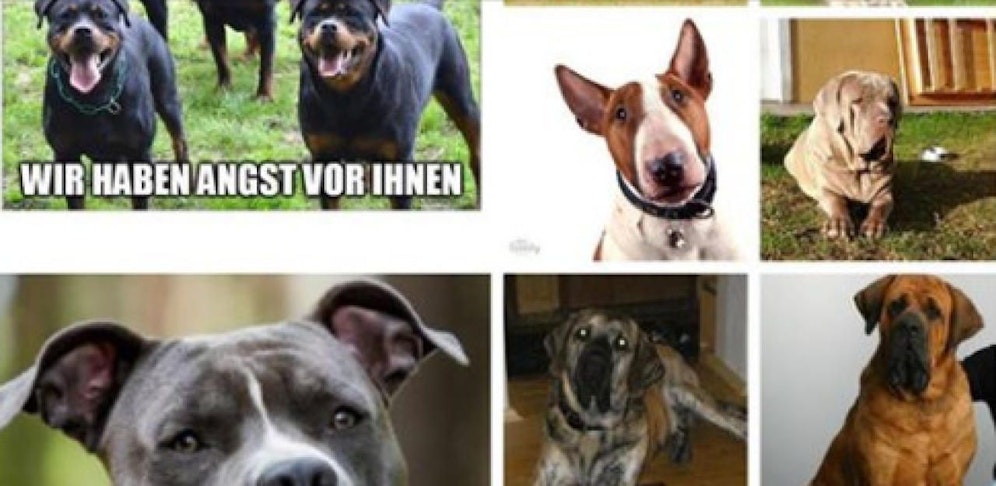 Hunde-Demo