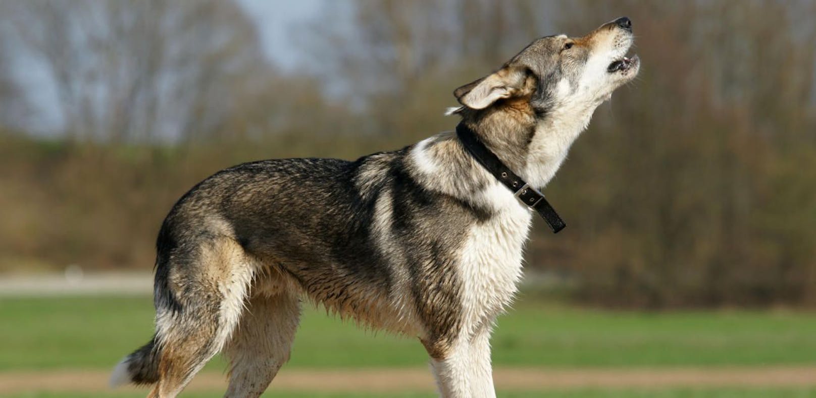 Wolfshund: Symbol