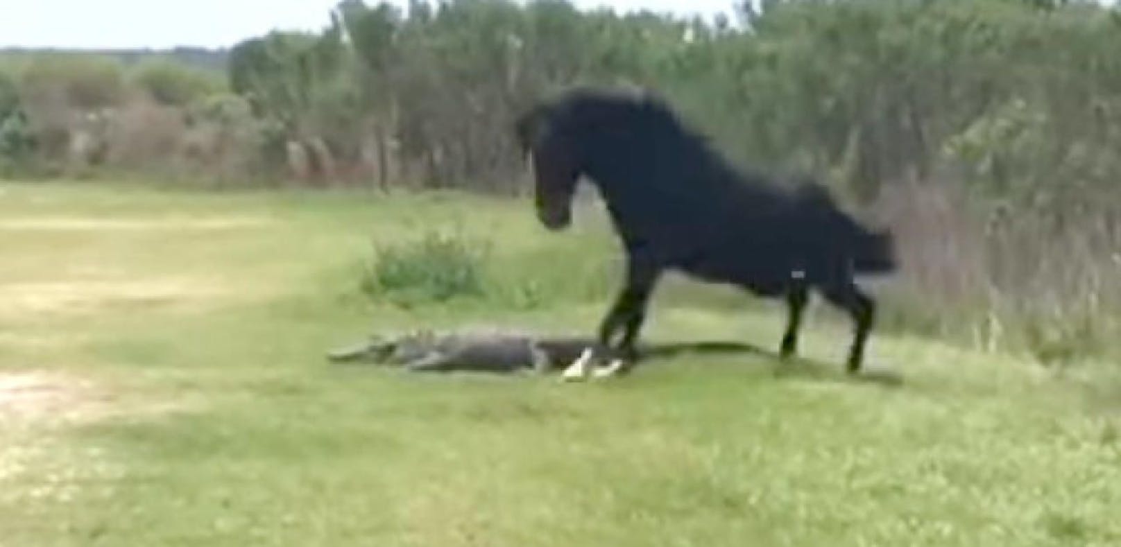 Video: Pferd attackiert Alligator – und gewinnt