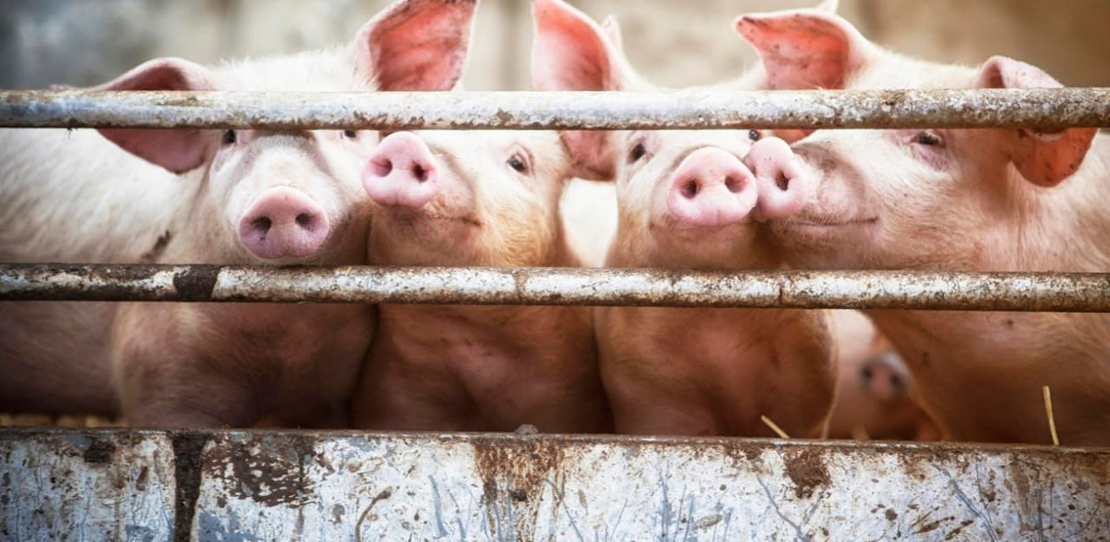 Einem steirischen Landwirten wurden zehn Schweine aus dem Stall gestohlen. (Symbolfoto)