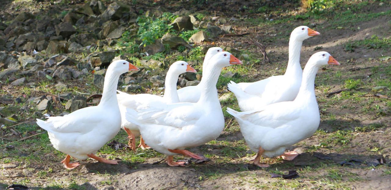 Heute.at - Mann mit Tierhalteverbot hatte Gänse, Enten & Co.