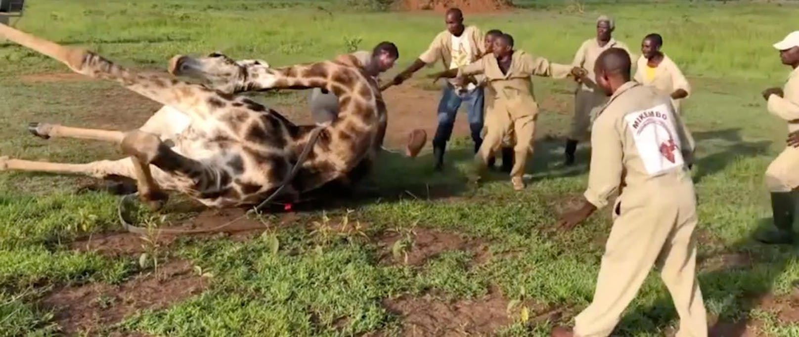 Achtung, Giraffe! Die acht Helfer schaffen es nur mit Mühe und Not, das Tier zu bändigen. 