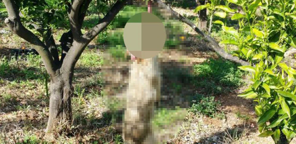 In Spanien kommt es immer wieder zu Fällen von Tierquälerei  (Archivfoto)