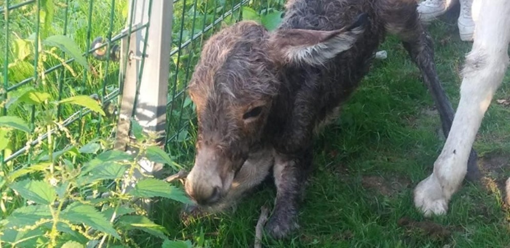 Das kleine Fohlen hat noch keinen Namen.