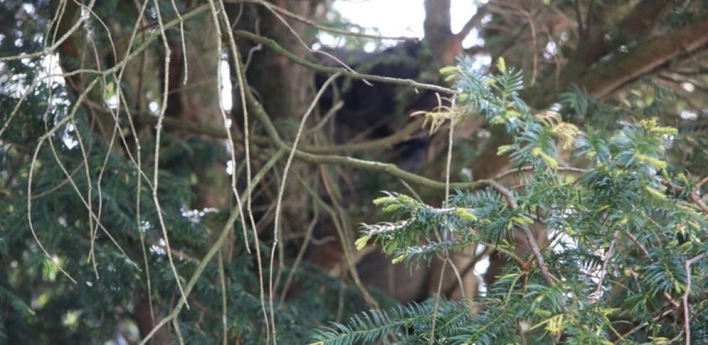 Der Tote hing wochenlang in diesem Baum