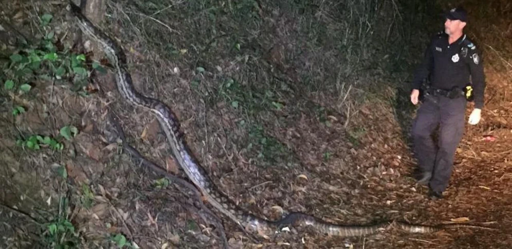 Zwei Polizisten in Australien fanden dieses Biest auf einer Nachtpatrouille.