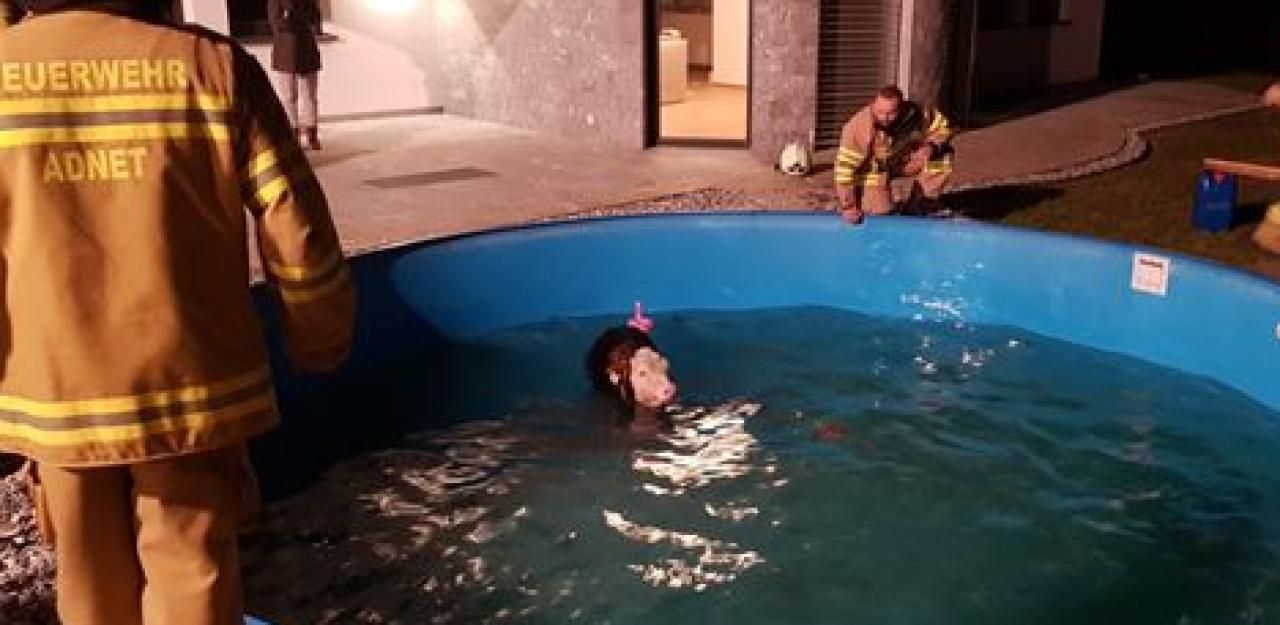 Heute.at - 24 Feuerwehrleute retten verirrtes Kalb aus Pool