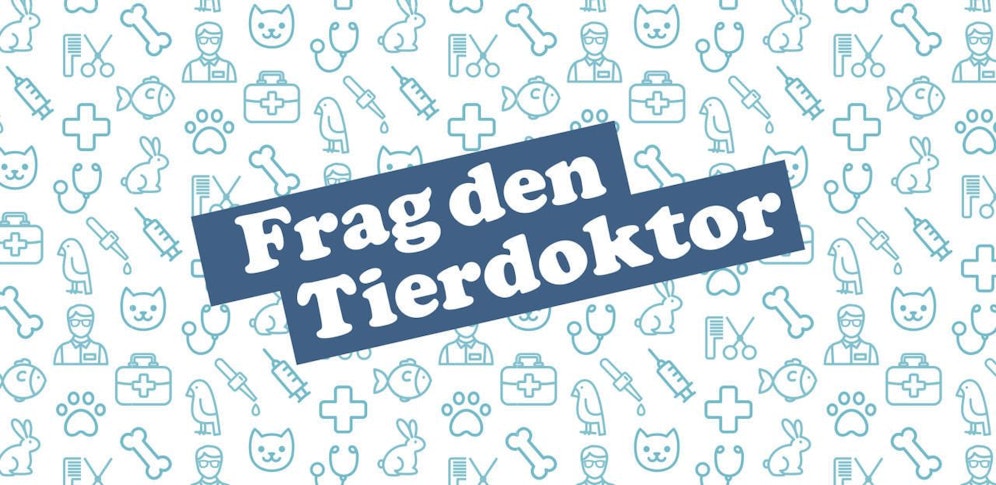 Geballtes Tierwissen bei "HeuteTierisch". Schicken Sie Ihre Fragen rund um Haustiere, Wolf, Fuchs und Co an: tiere@heute.at. Unsere Tier-Experten beantworten sie. 