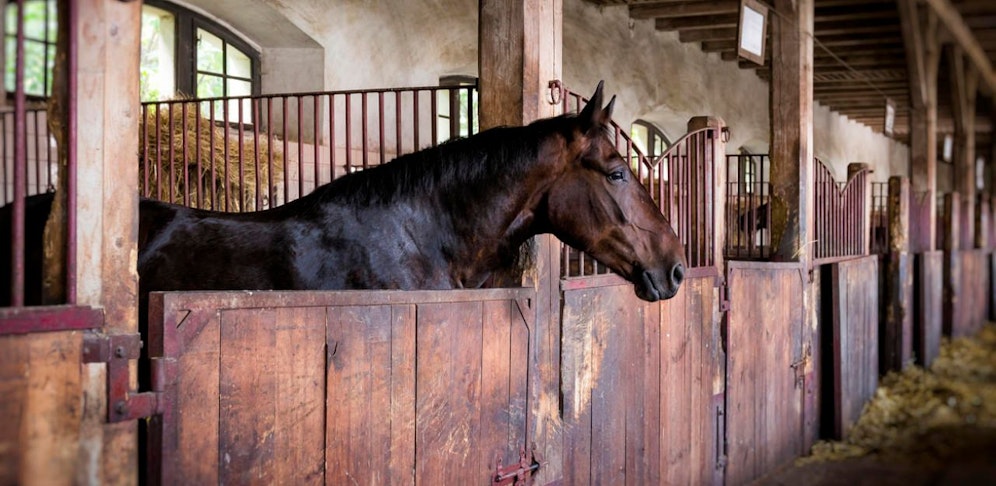 Der Mann schlich sich in den Stall und verging sich an der Stute