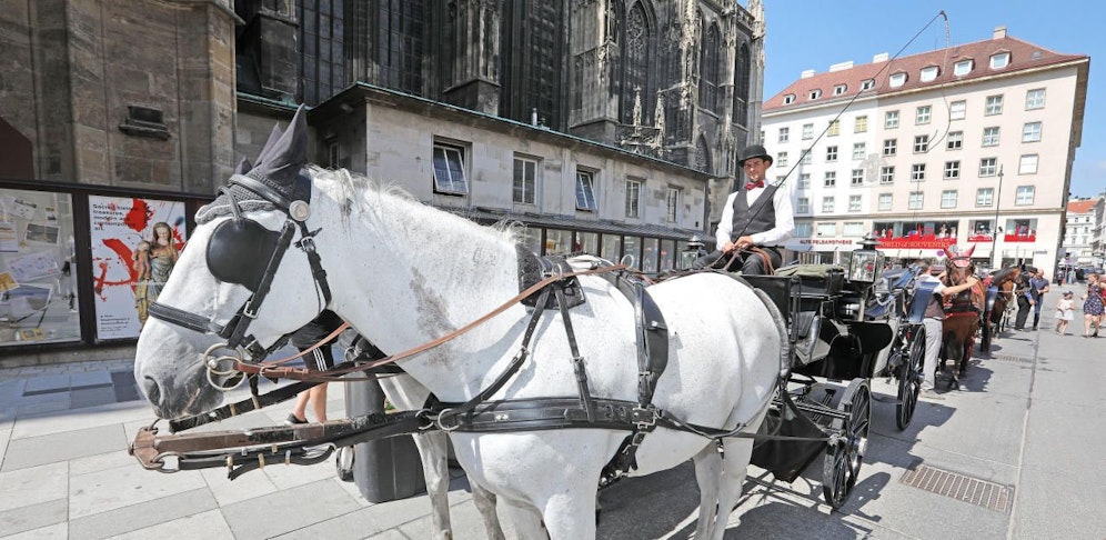 "Vier Pfoten" gegen mehr Fiaker-Stellplätze.