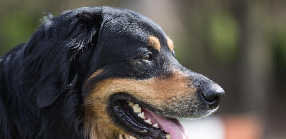 Eine 7-jährige Hovawart-Dame hat einem eineinhalbjährigen Buben ins Gesicht gebissen.