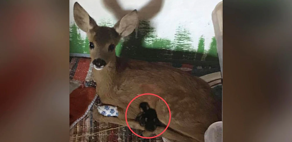 Das verletzte Rehkitz kuschelt mit dem Enten-Küken.
