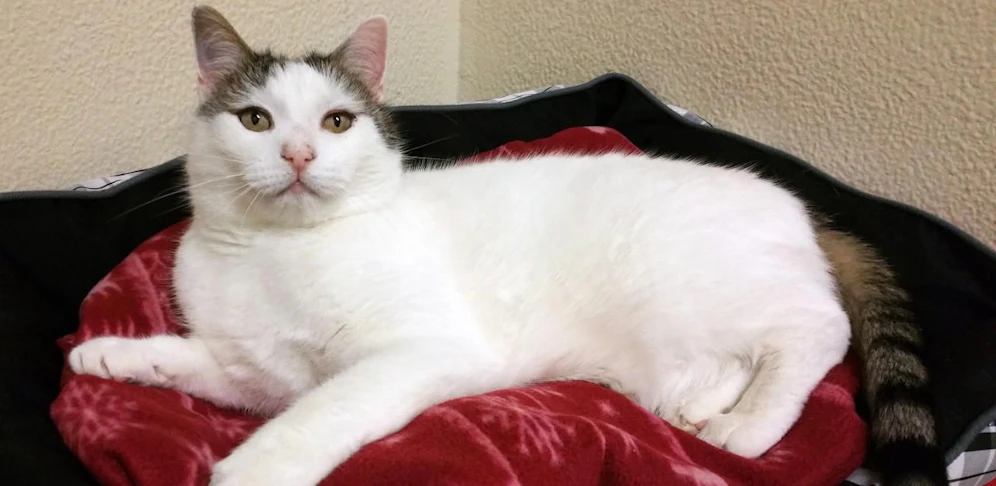 Kater Enzo: Wer kann mit Diätfutter helfen oder hat sogar einen guten Platz für ihn?