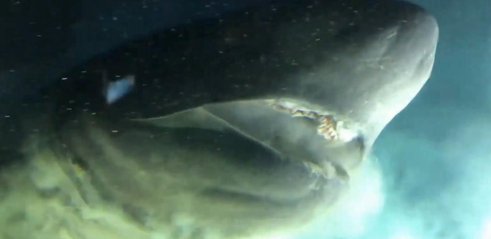 Riesiger Grusel-Hai in 500 Meter Tiefe entdeckt