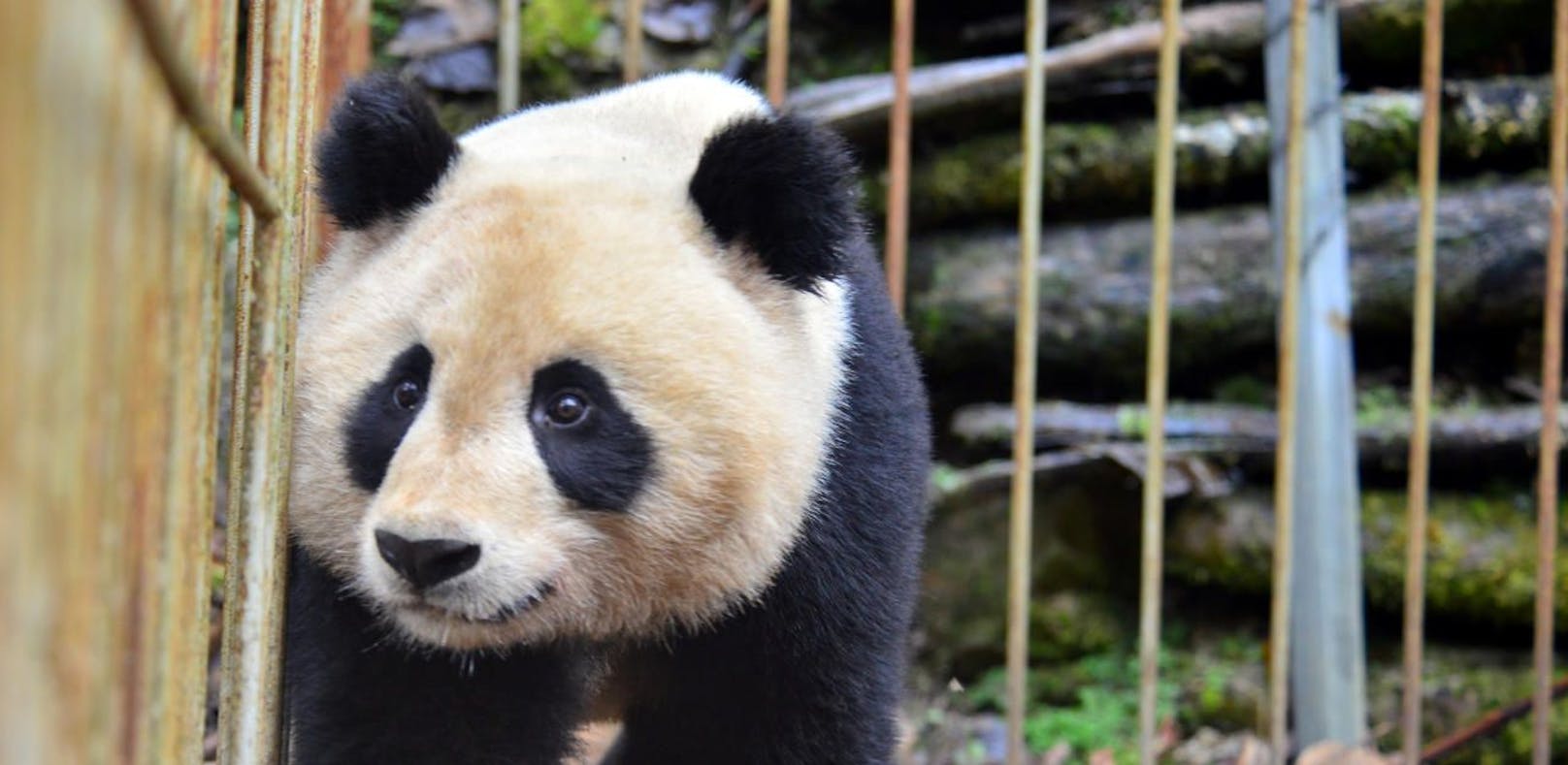 Endlich Mann für Panda-Dame Yang Yang