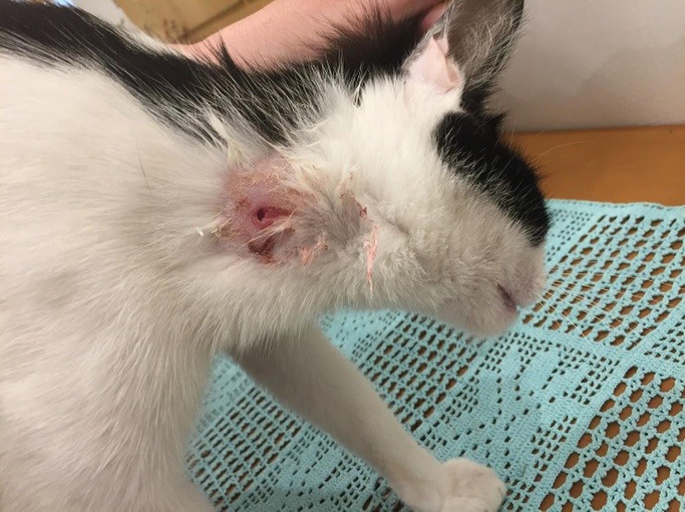 Die feststeckende Kugel konnte aus dem Kater nicht entfernt werden.