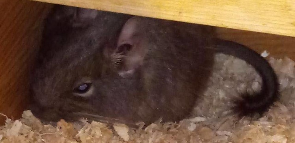 Dieser süße Degu wurde ausgesetzt.