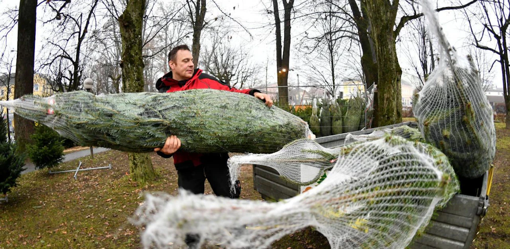 Christbäume sollten besser mit dem Auto transportiert werden. 