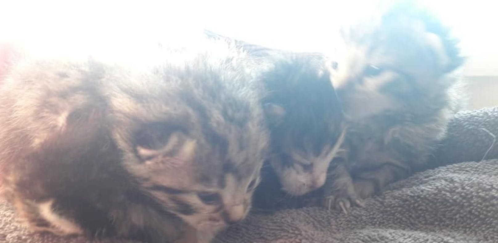 Vier Katzenbabys einfach wie Müll entsorgt
