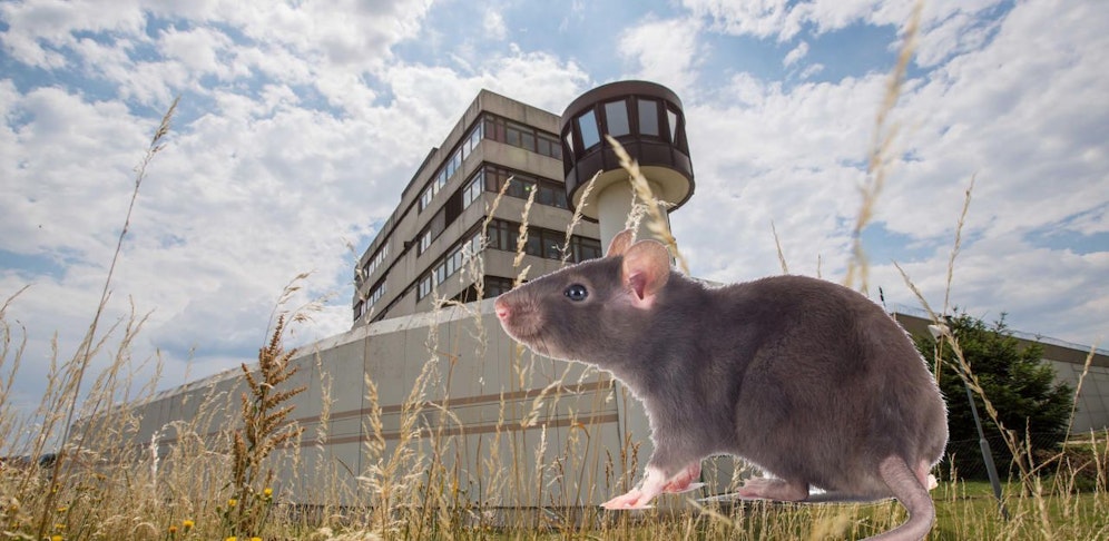 Nach Wanzen plagen jetzt Ratten die Beamten und Häftlinge in Stein.