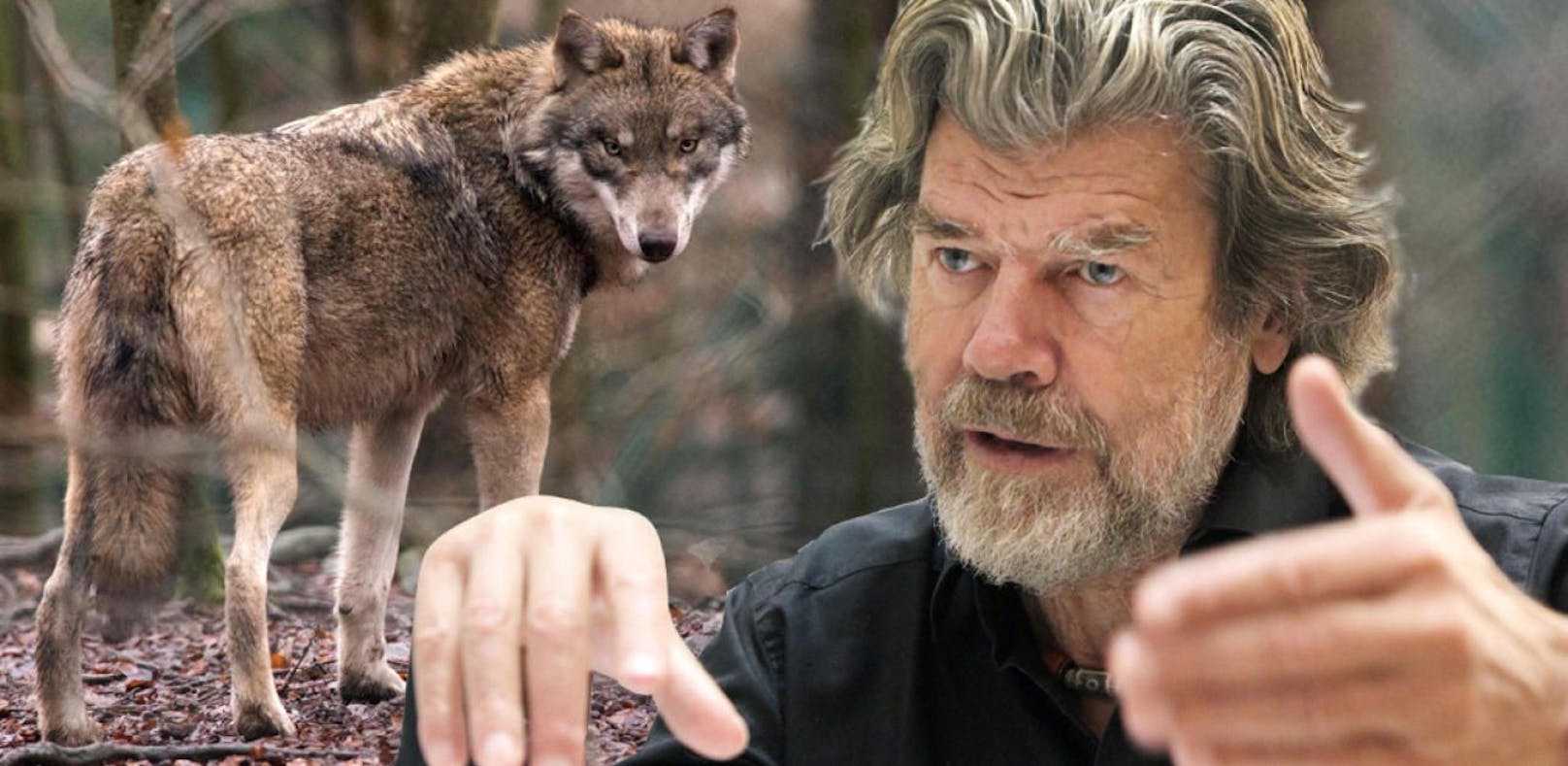 Wölfe seien in Sibirien besser aufgehoben, als in Mitteleuropa, findet Reinhold Messner.