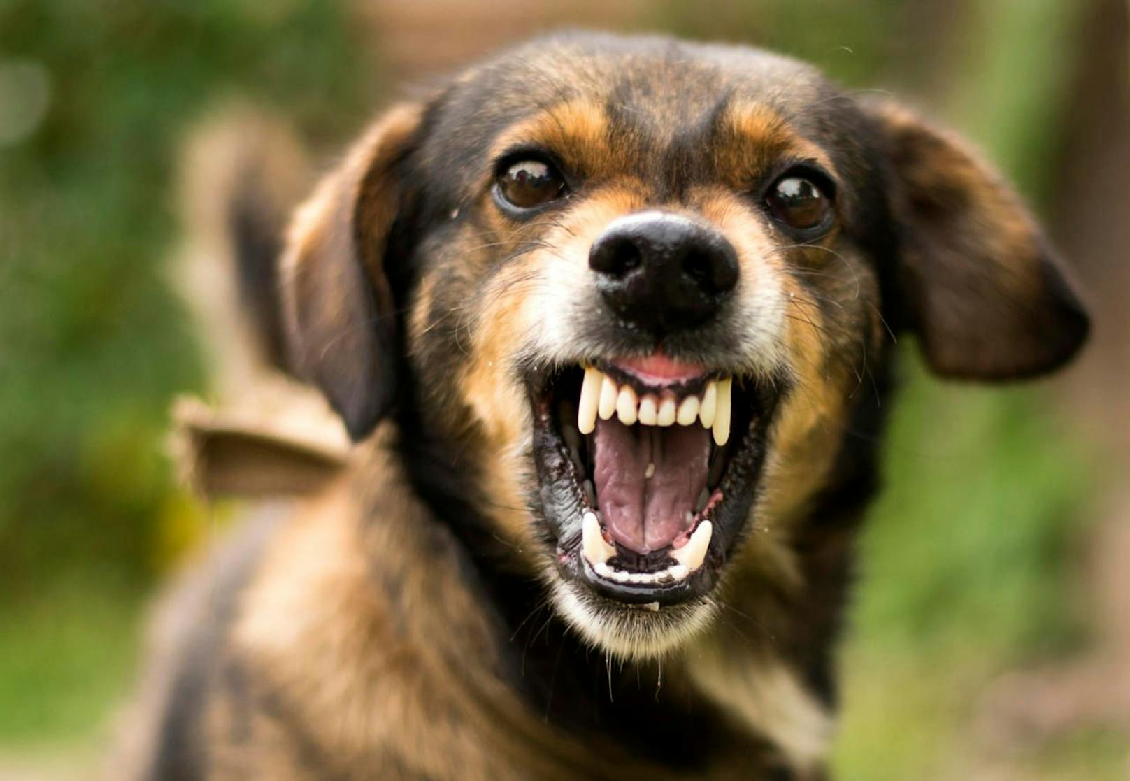 Ein aggressiver Hund fletscht seine Zähne. Symbolbild.