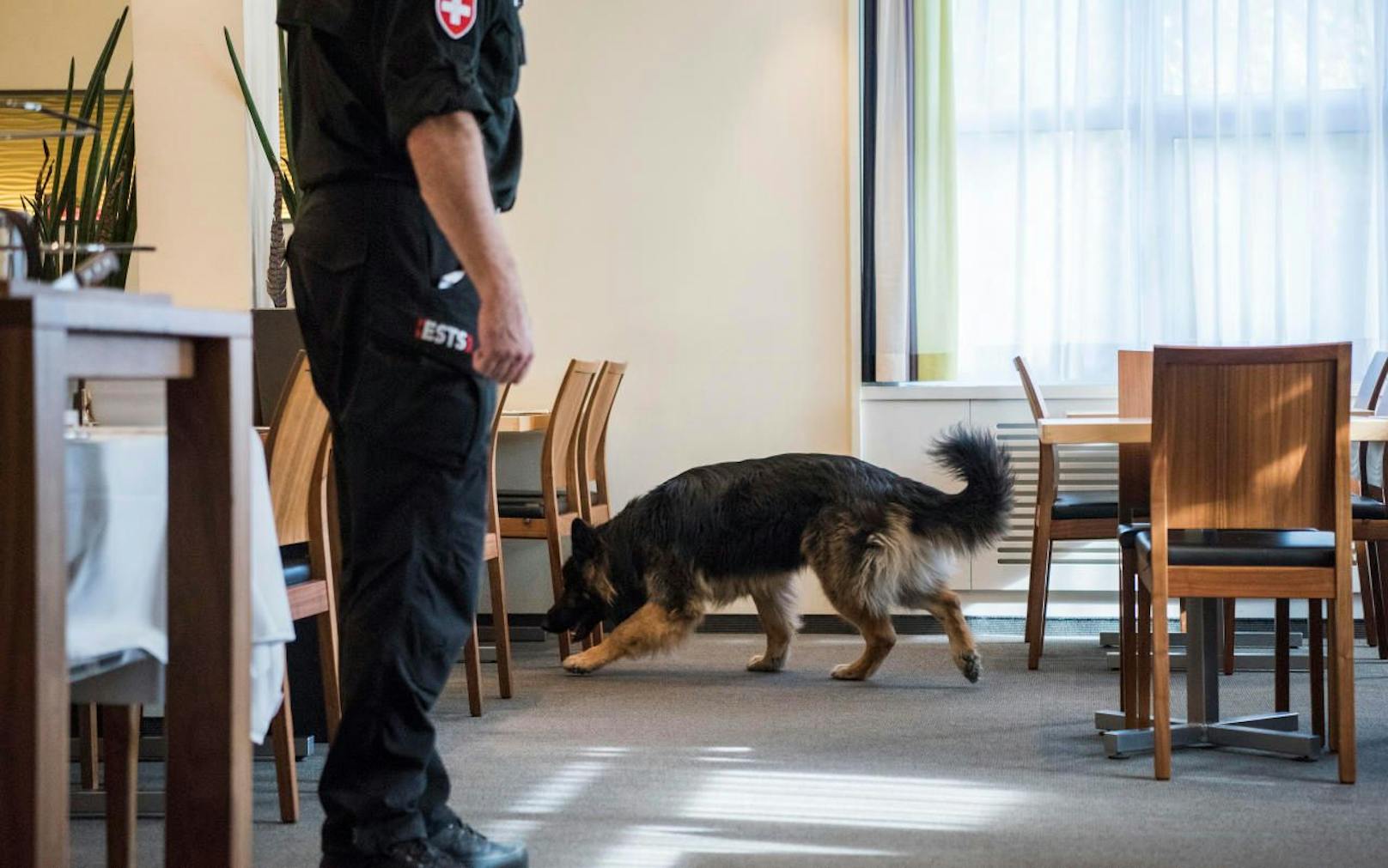 Spürhunde durchsuchten das Gemeindeamt Arnoldstein (Kärnten), eine Bombe wurde nicht gefunden. (Symbolfoto)