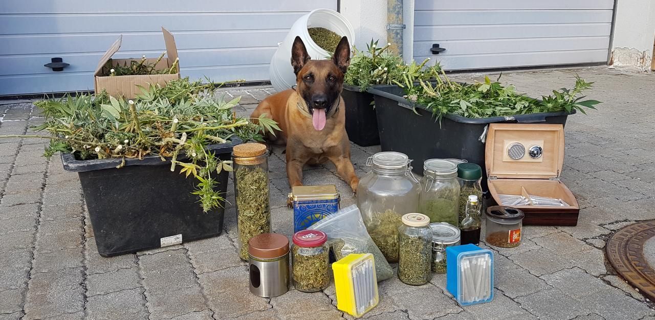 Heute.at - Orlando erschnüffelte Cannabis-Plantage