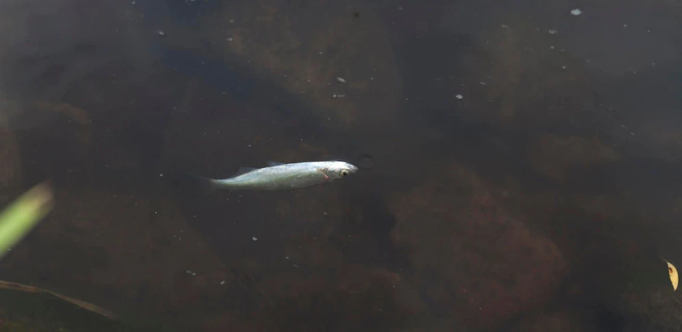 Tote Fische trieben im Wasser.