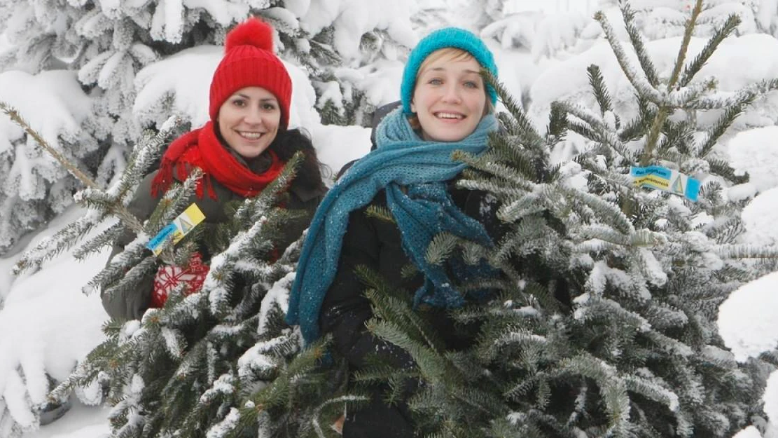 So viel kosten Christbäume in Wien - News | heute.at