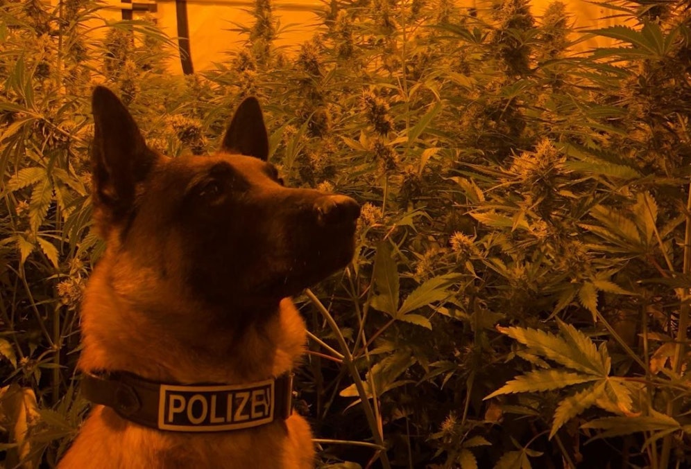 "Hunter" vor der Plantage.