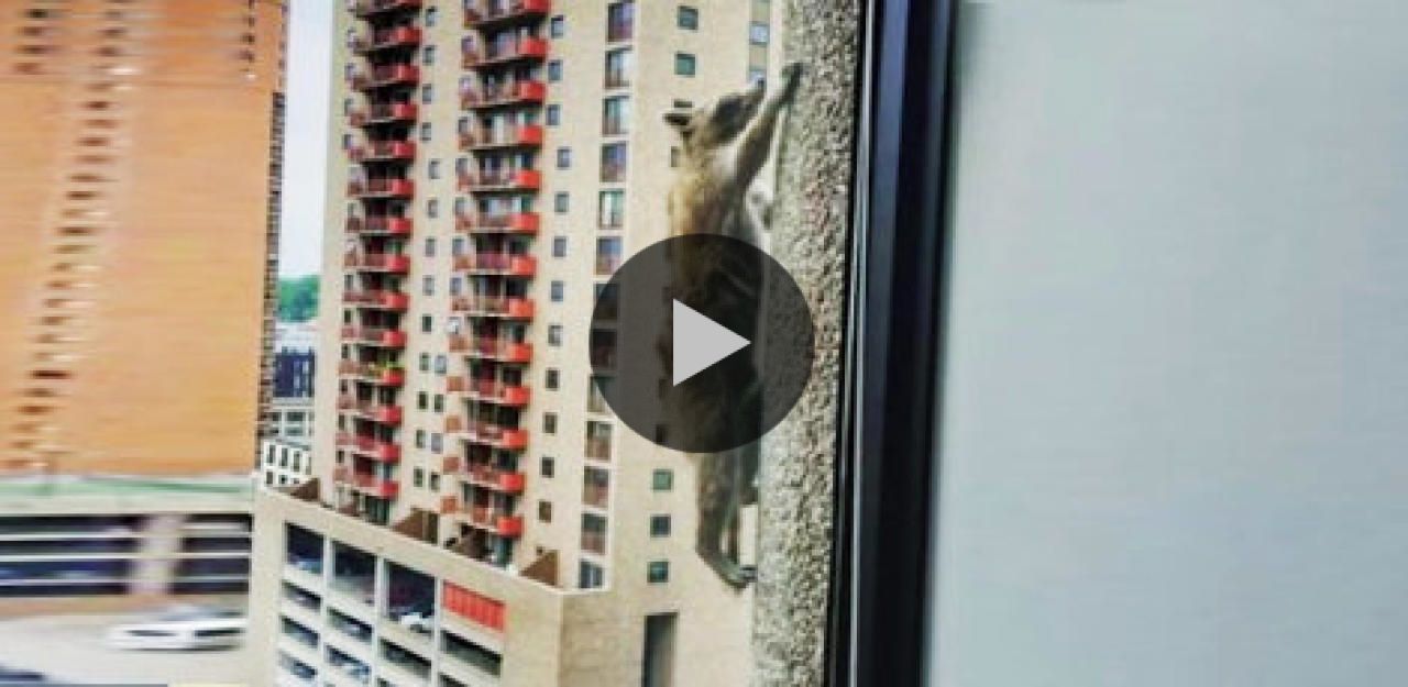 Heute.at - Waghalsiger Waschbär klettert auf Hochhaus