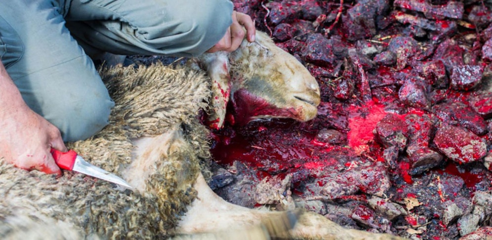 Das Duo tötete das Schaf