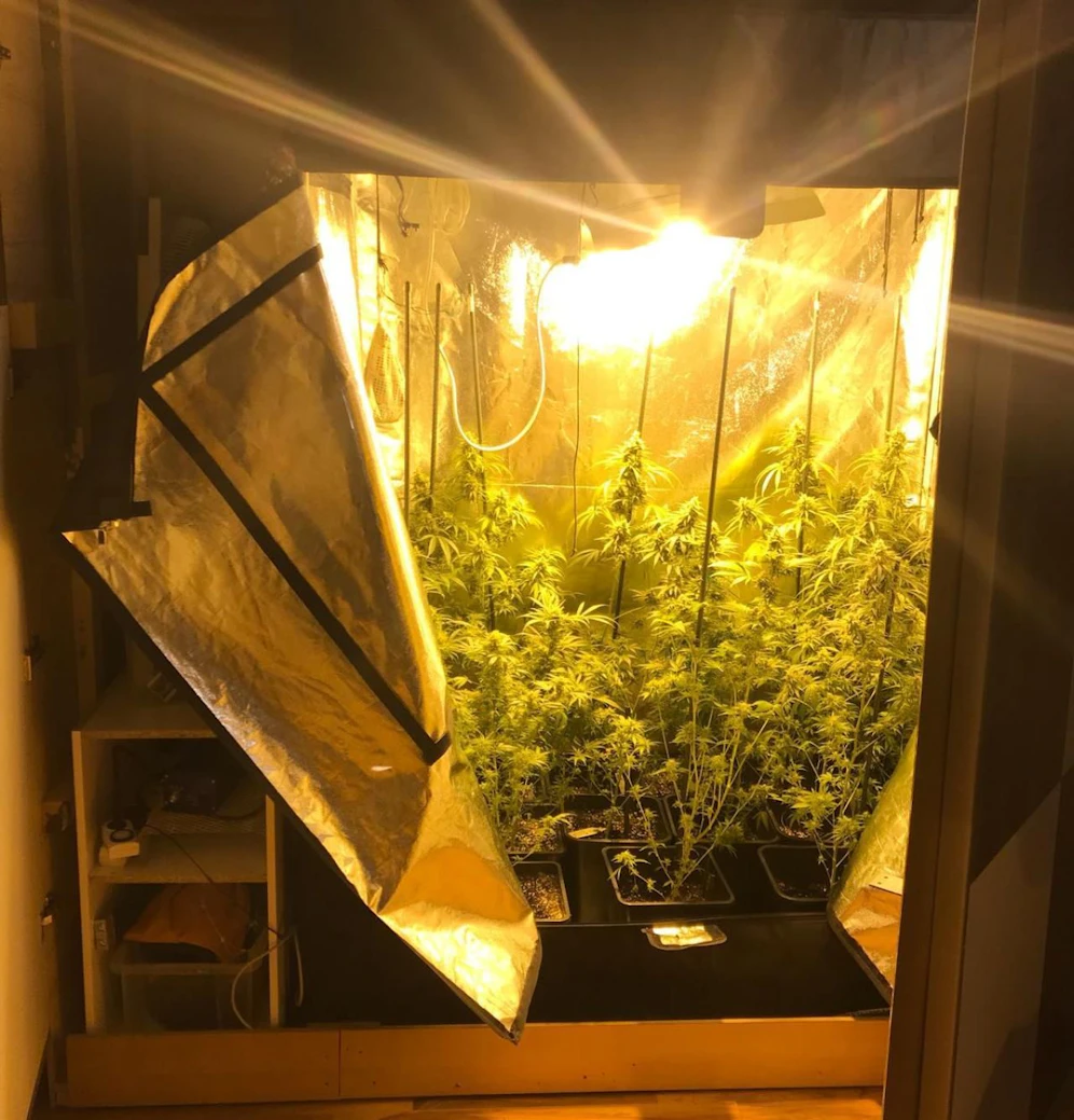 Die Polizisten fanden die Pflanzen in einem Schlafzimmerschrank