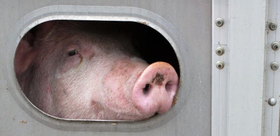 Lebendige Schweine werden in China als Crashtest-Dummies missbraucht. (Symbolbild)