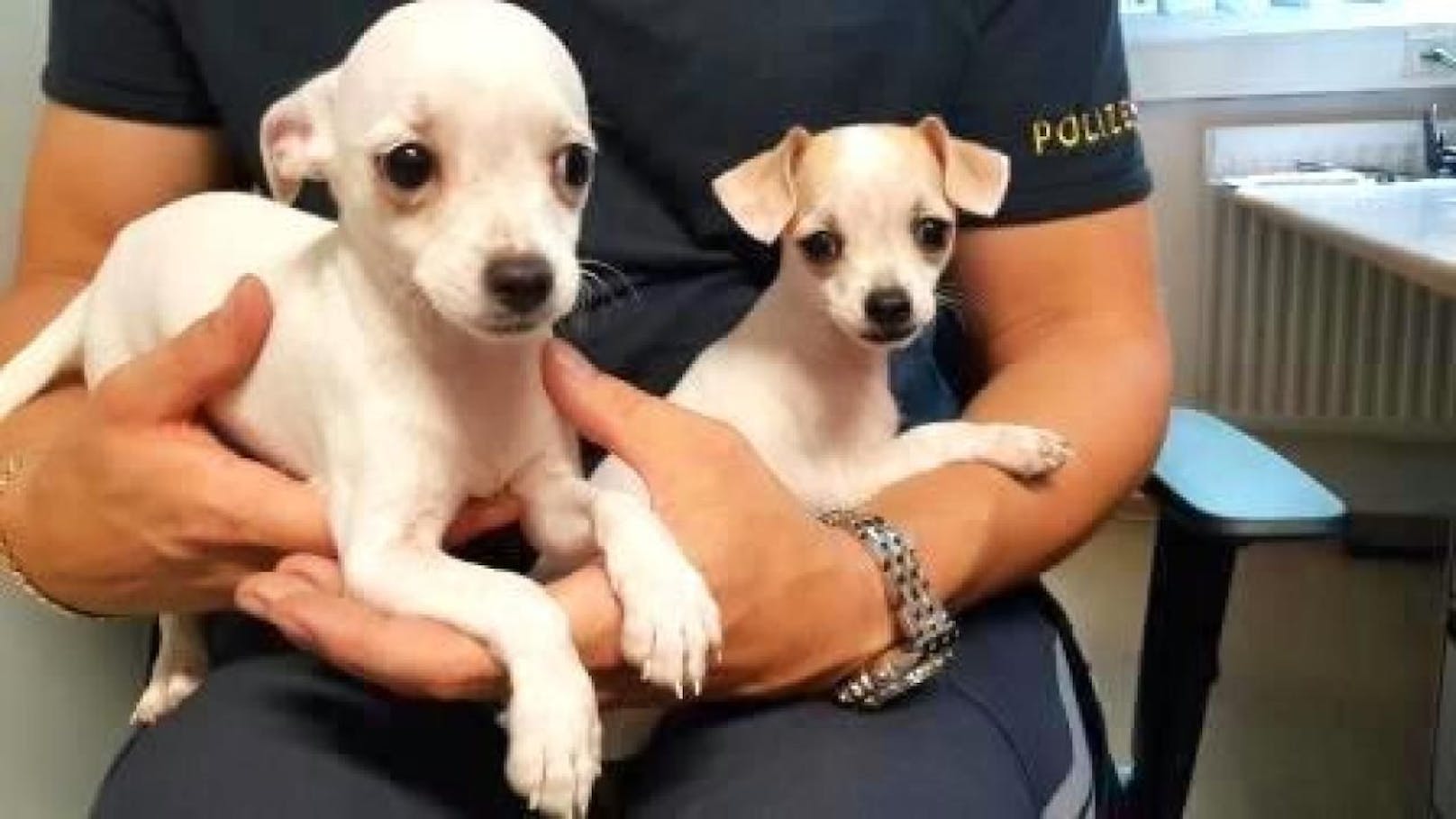 Diese süßen Chihuahua-Welpen hatten Glück.
