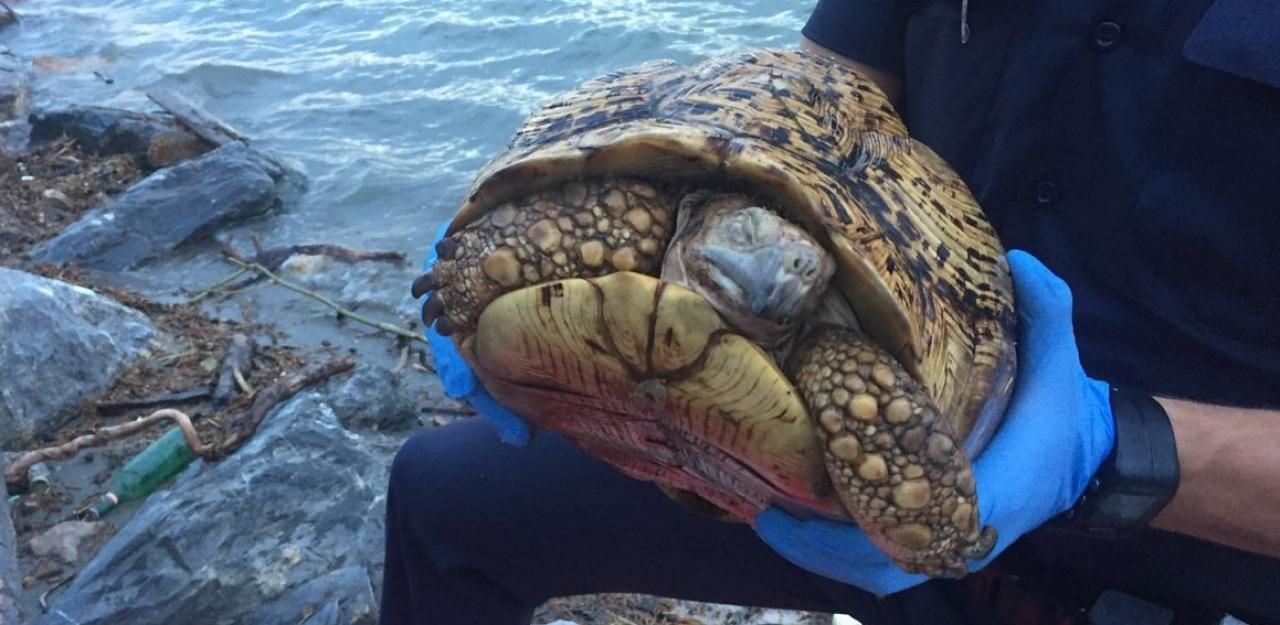Heute.at - Uralte Landschildkröte in der Salzach ertrunken