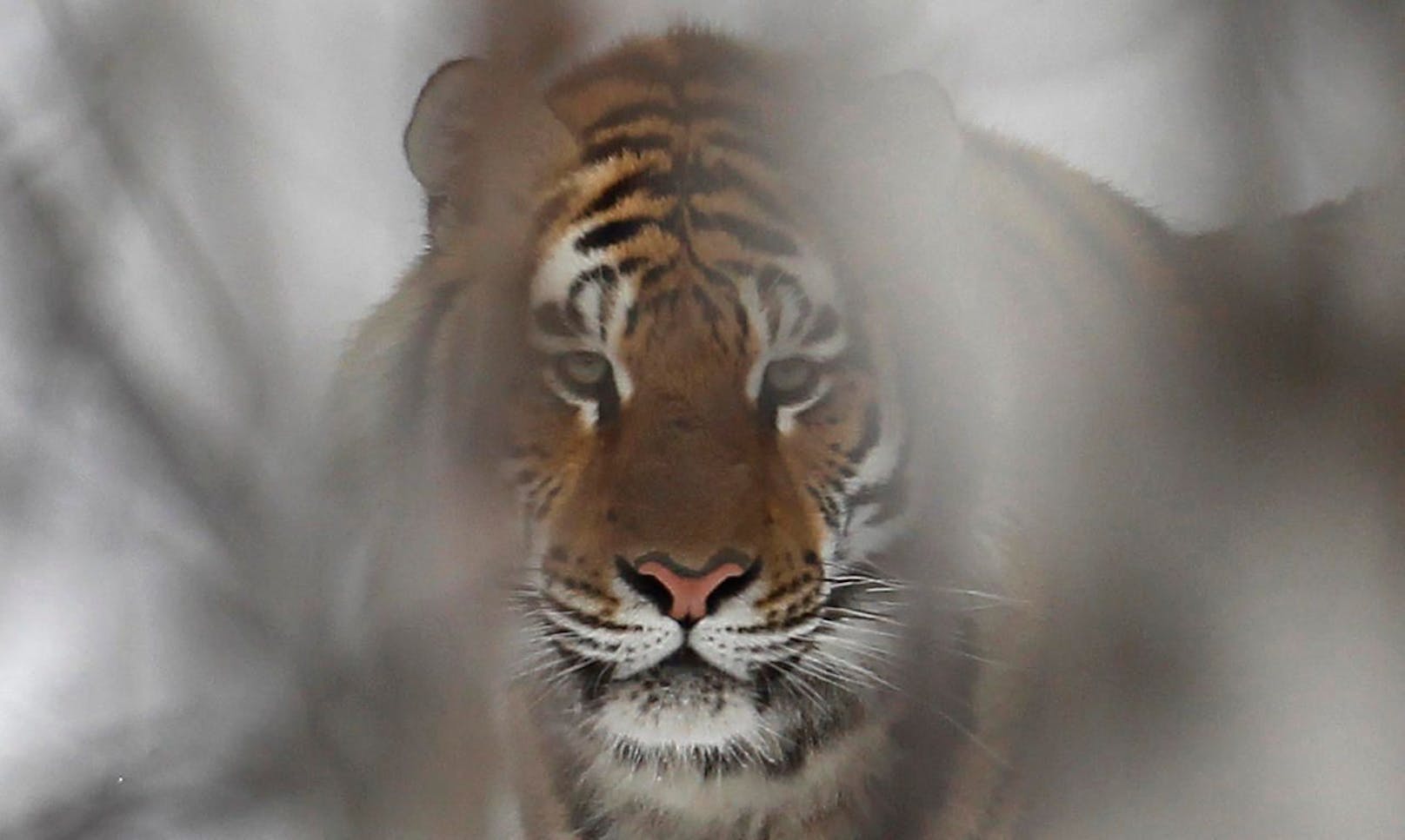 Jäger rammt Tiger Arme ins Maul, um sich zu retten