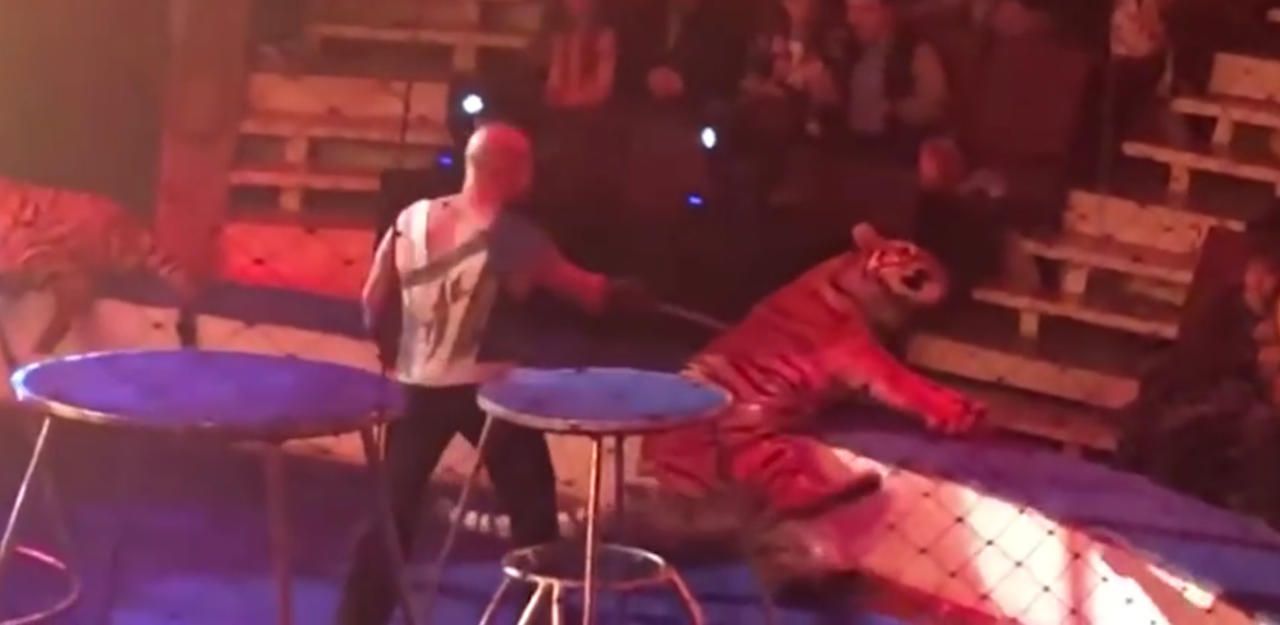 Heute.at - Zirkus-Tiger bricht bei Vorstellung zusammen