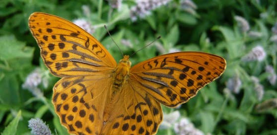 Kaisermantel Schmetterling: So können wir unsere Insekten schützen.