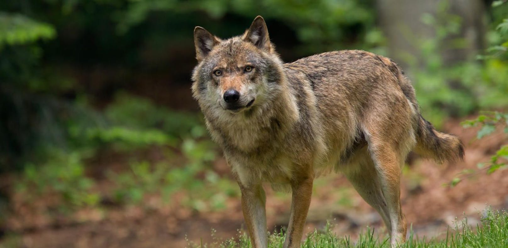 Der Abschuss des Wolfes soll im nö. Jagdgesetz als &quot;letztes Mittel&quot; nach Vergrämung, Betäubung und Fang verankert werden.