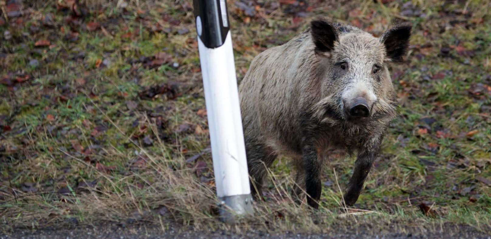 Swarovski-Kristalle sollen Wildschweine verjagen