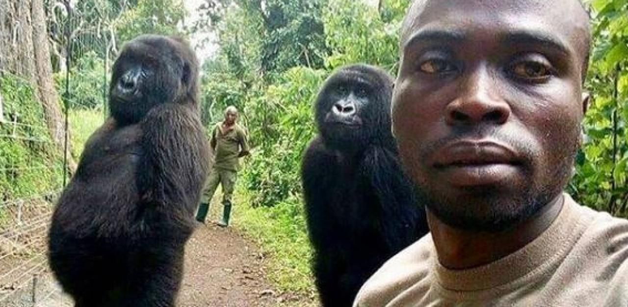 Heute.at - Ranger posiert für Selfie mit mächtigen Gorillas