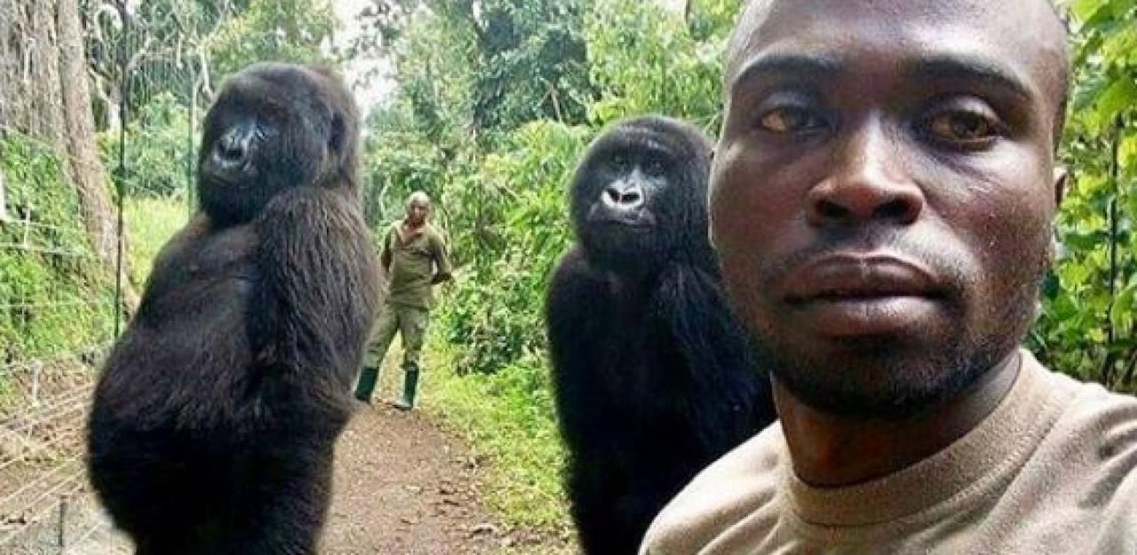 Ranger posiert für Selfie mit mächtigen Gorillas