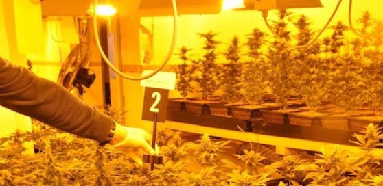 Die Cannabis-Plantage erstreckte sich über 300 Quadratmeter Wohnfläche.