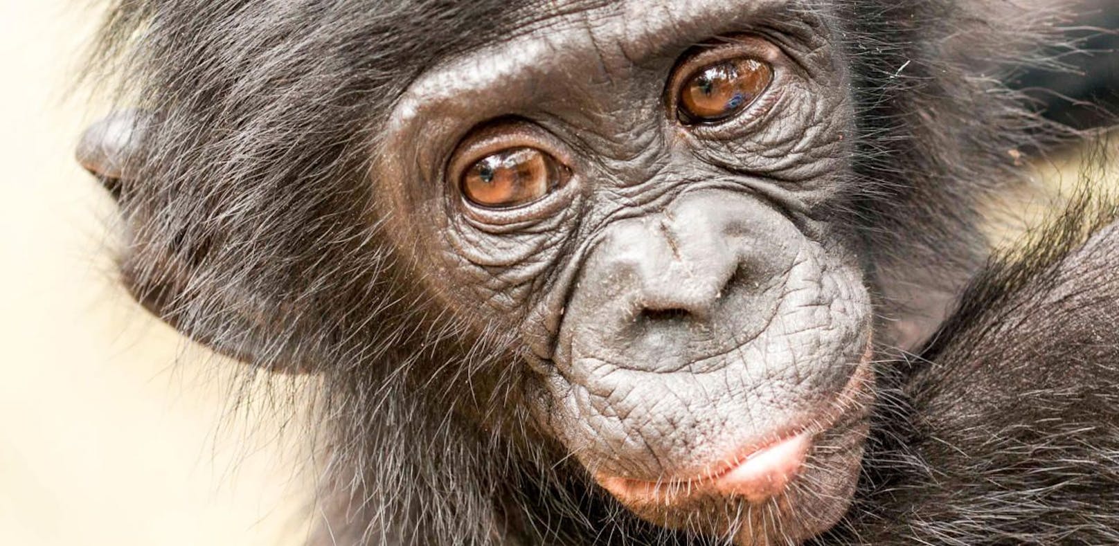Doku: Zwergschimpansen regeln Alltag mit Sex!