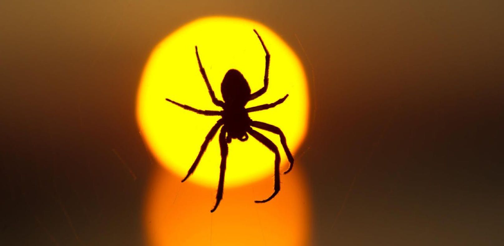 Spinnen könnten uns in einem Jahr auslöschen