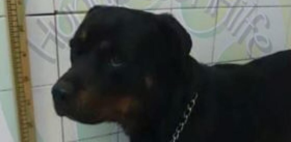 "Mauser" ist nach viermonatiger Suche in Frankreich aufgetaucht.